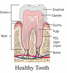 healthytooth healthytooth